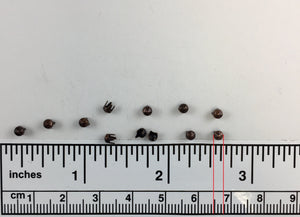 1000pcs 107 Brass Nailheads Round
