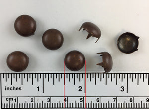 1000pcs pearl Brass Nailheads Round